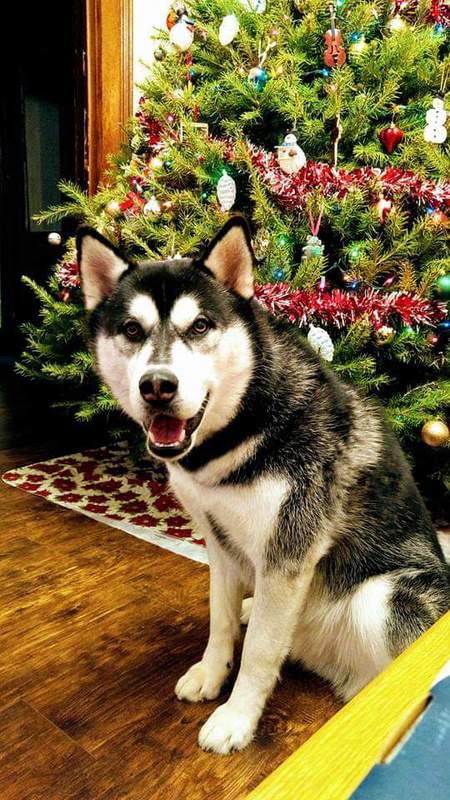Koda