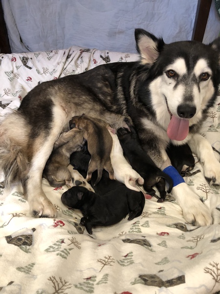 Tayah and her Christmas Litter