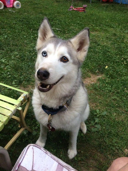 Gracie