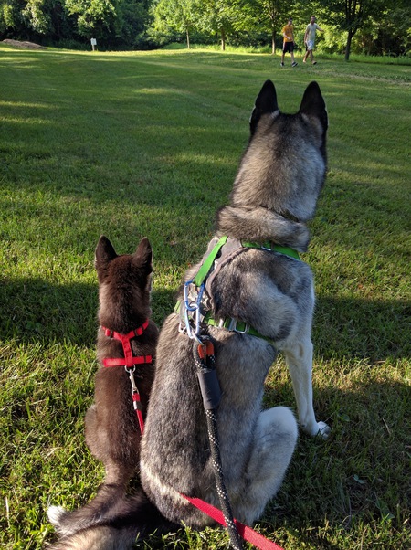 Rosie (left), Honey (right)