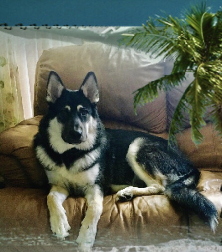 Brody 