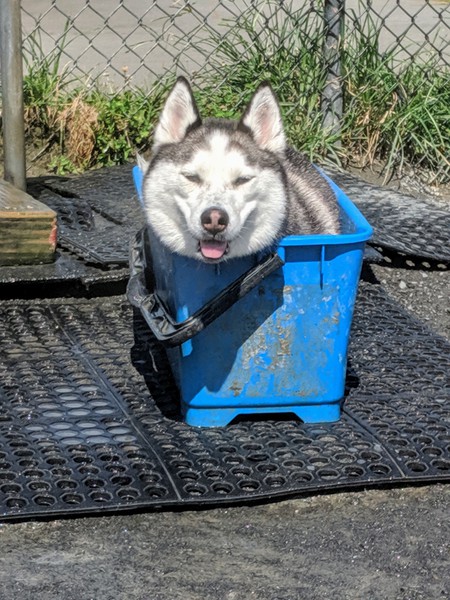 Shadow the Bucket Husky