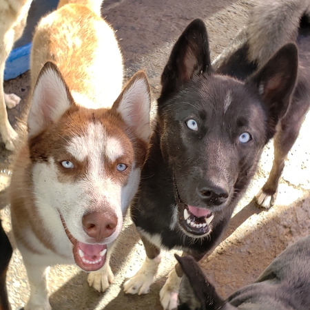 Lycan & Harley