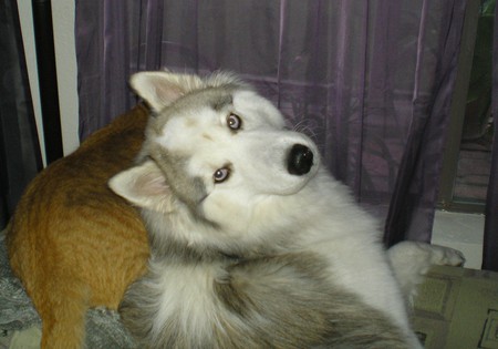 Kodi
