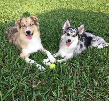 Rose and Averie Daniello