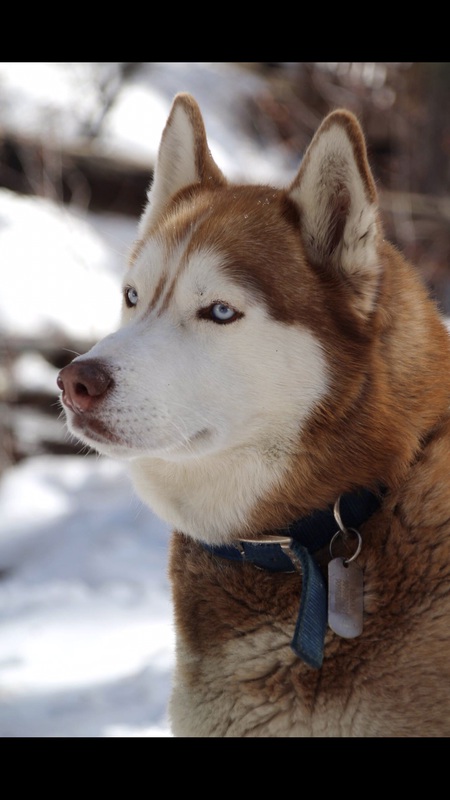 Kenai Denali Nelson