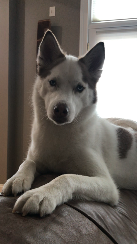 Luna Rose