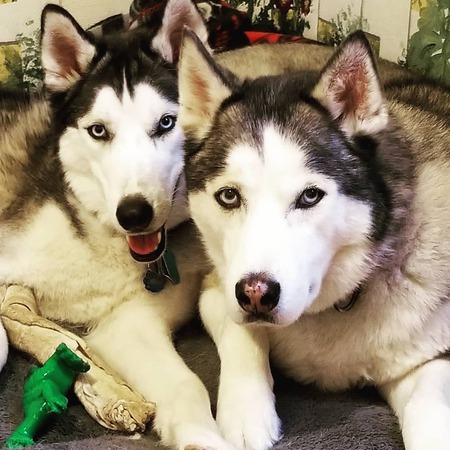 Yukon & Rocky
