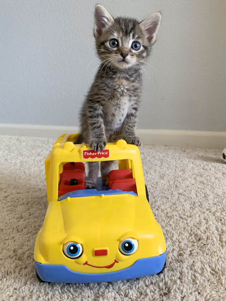 Pebbles