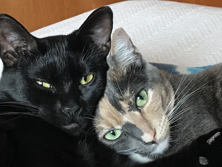 Rocket & Goldie