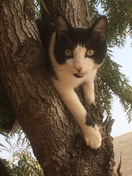 Sylvester