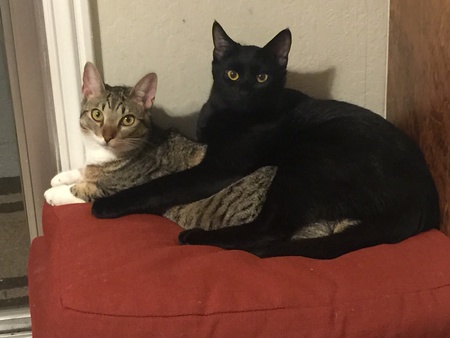 Holmes and Watson