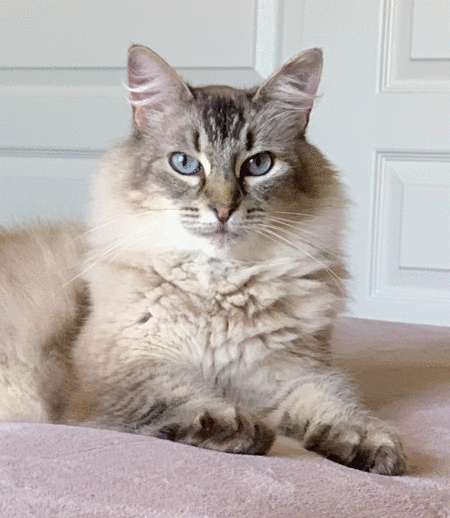Bella