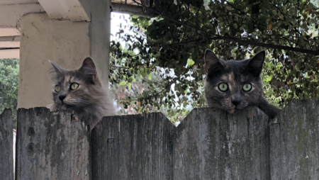 Thelma and Louise