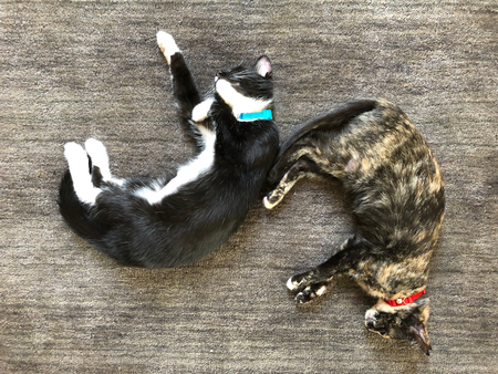 Moonbeam and Buttercup