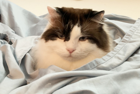 Charlie - Was called Odin when we adopted in March 2017