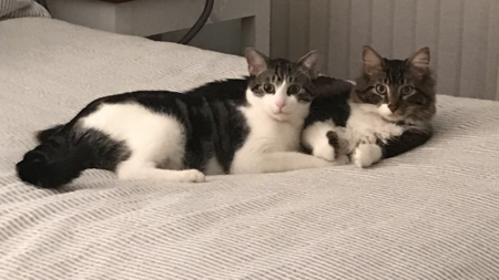 Harley & Ryder 