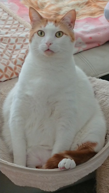 Purrsey