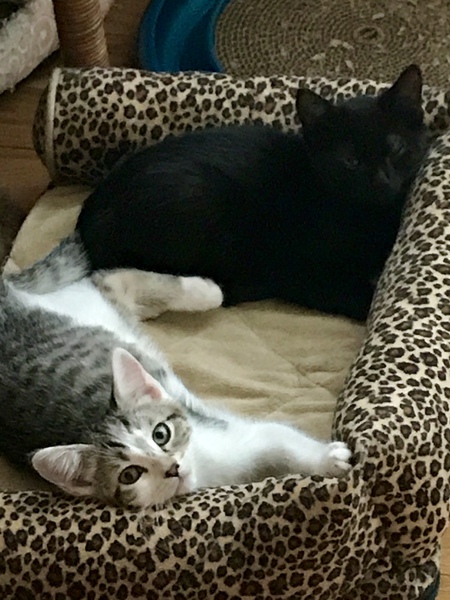 Anthony and Cleopatra