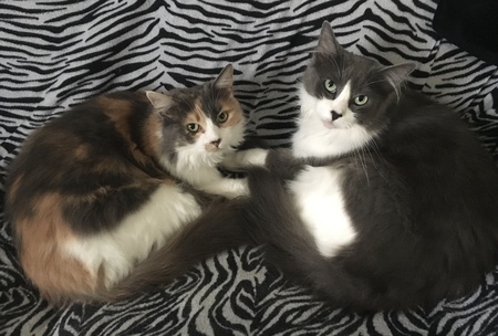 Dolly & Dandy 