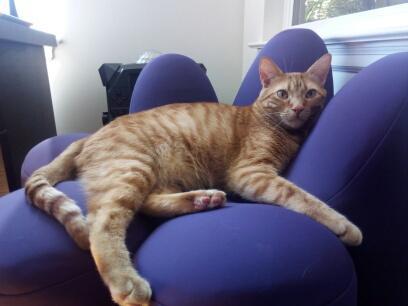 Mowgli (formerly known as Stanford) 