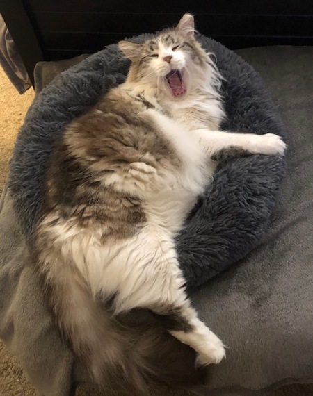 Baloo