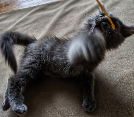 Kira