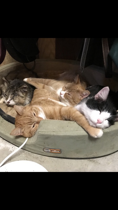 Clockwise from Black and White: Jake, Tamsin, Hansel, and Tillie