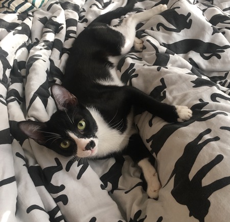 Felix