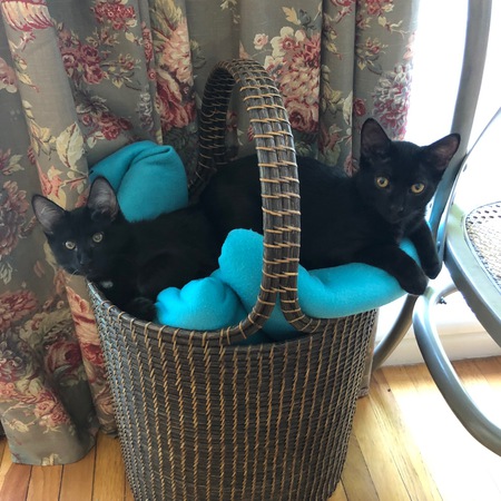 Ice & Luna