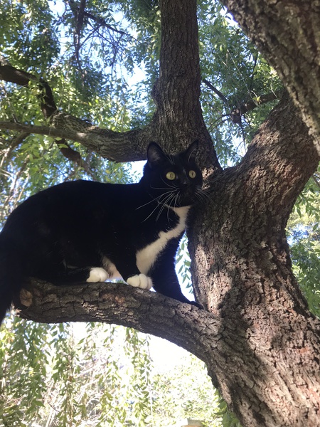 Stella