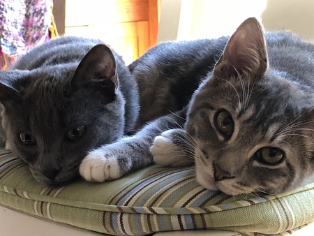 Skye and Tiny