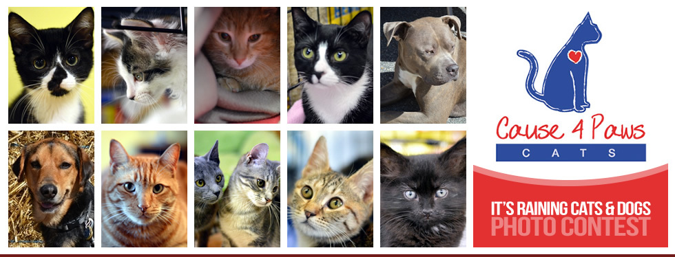 Banner for Cause 4 Paws IT’S RAINING CATS & DOGS photo contest