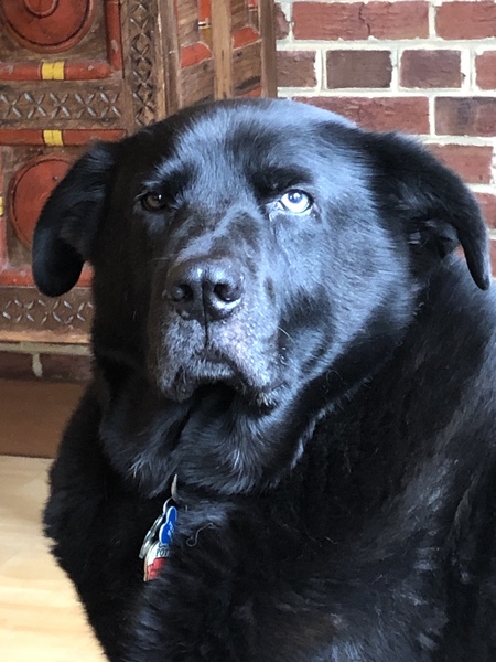 Rex