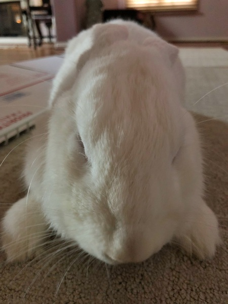 BunBun