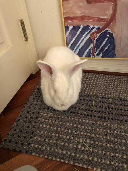 BunBun