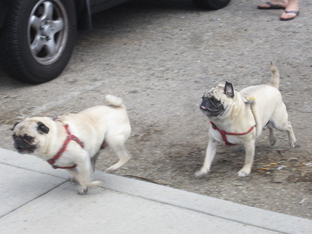 Milo&Angus
