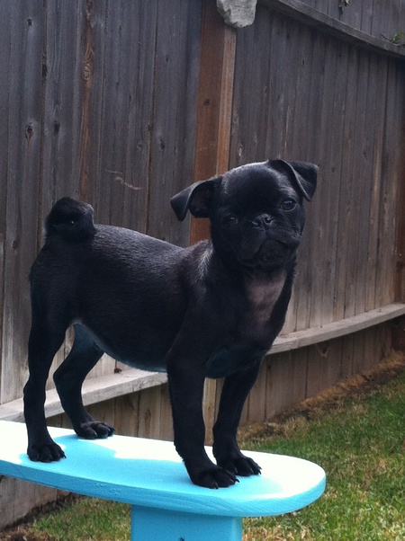 Ozzie Bear