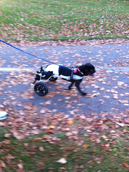 Sparky