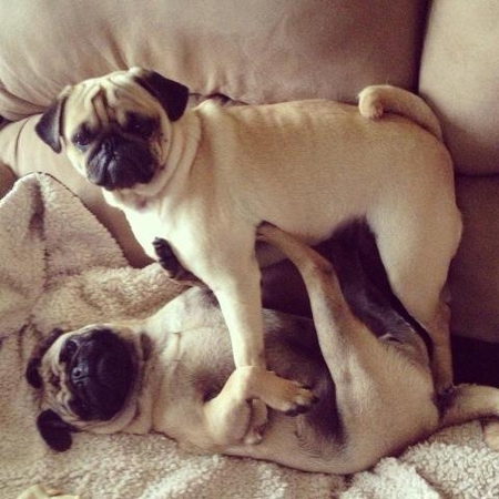 Daisy/Max 