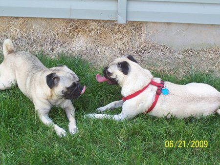 Milo&Angus