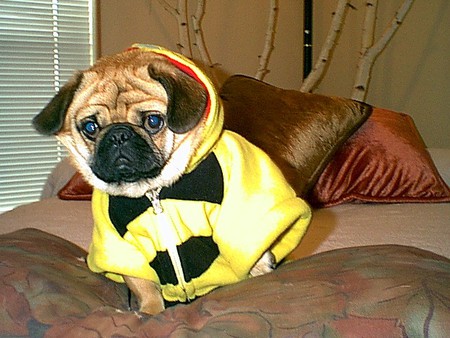 Mr. Pickles