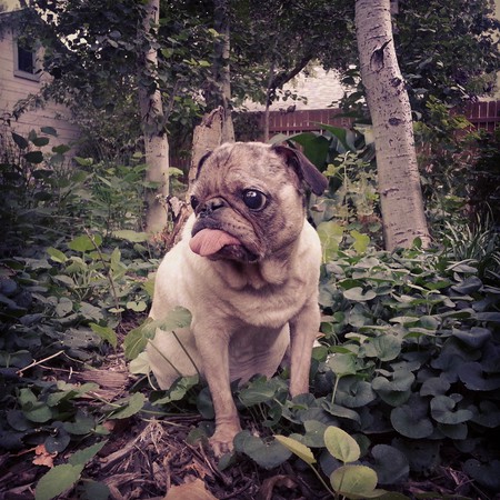 Buddha Foo