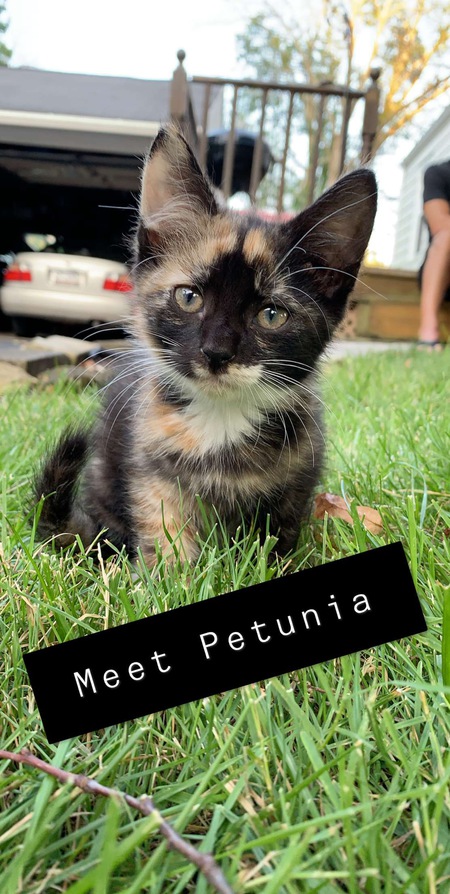 Petunia “toons” 