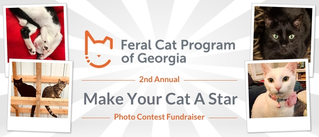 Rules Feral Cat Program Of Georgia Make Your Cat A Star