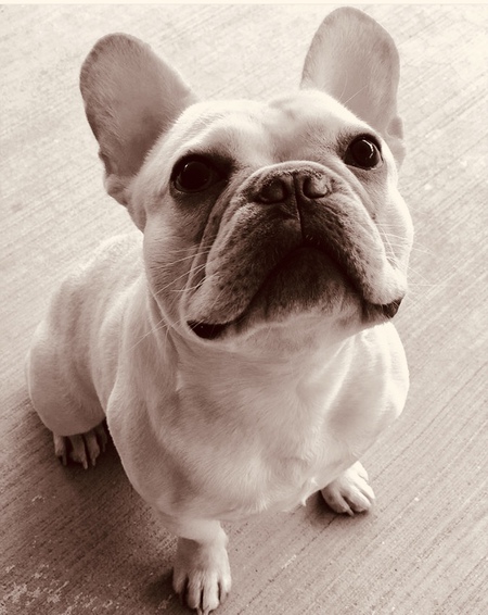 Chancho
