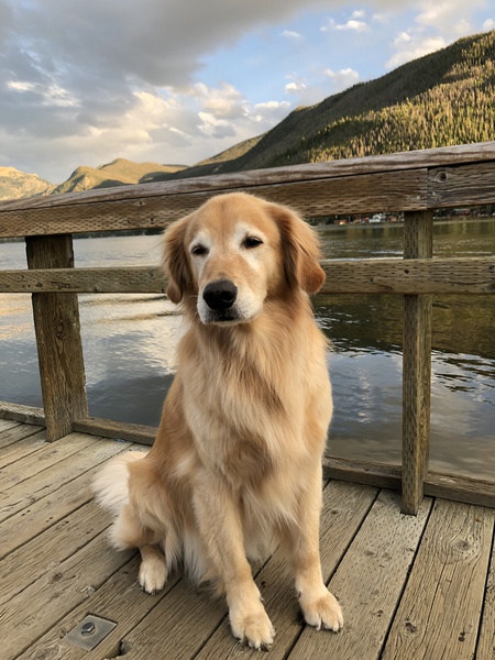 Henry  aka “Hank the Trail Dog”