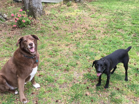 Lucy Socks and Lacy