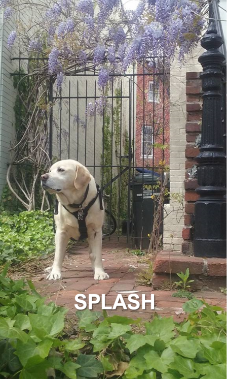 Splash Aroo Smooshsnout Von Furrybutt