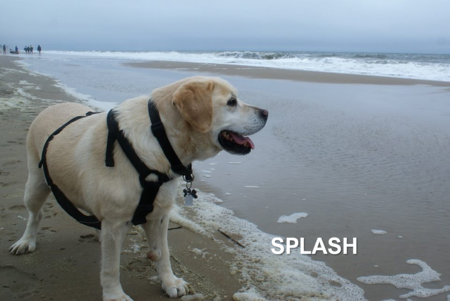 Splash Aroo Smooshsnout Von Furrybutt